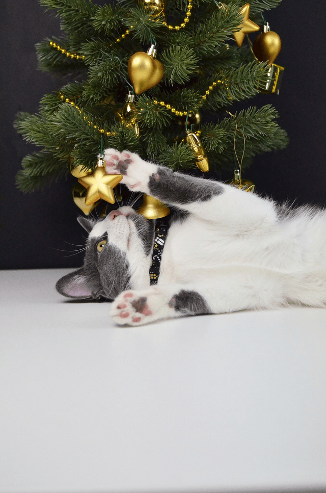 Spark cat collar