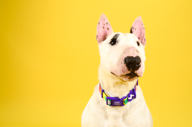 Betty you collar