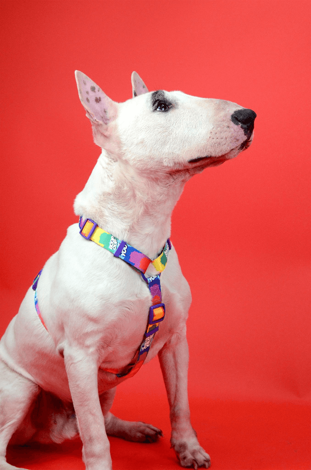 Betty You Back harness