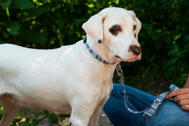Safari leash
