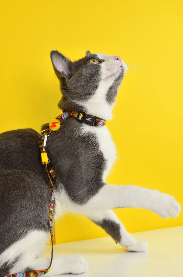 Boom Cat Harness + Leash