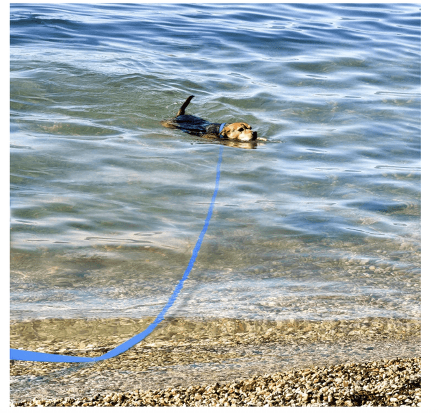 Training leash - waterproof 