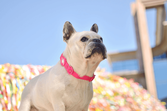 ColorFlex Pink collar