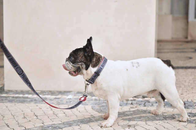 LCDP Melted leash