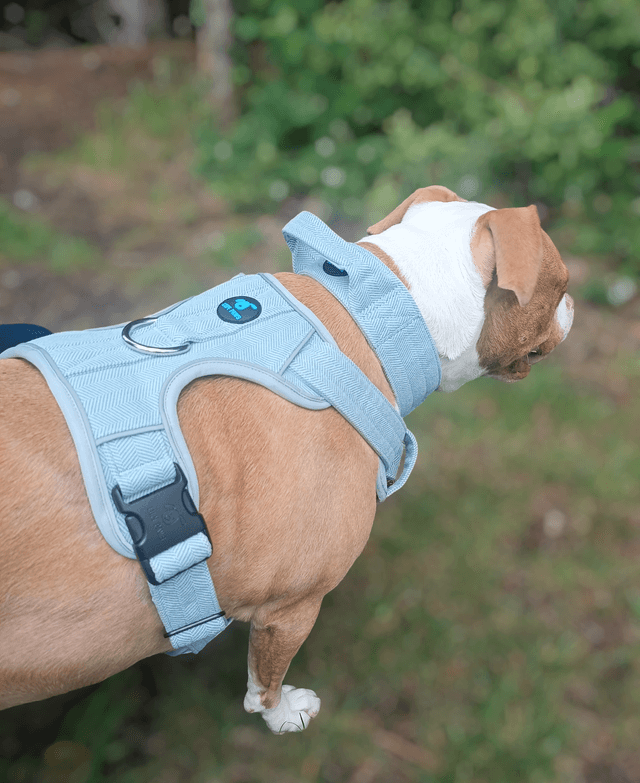 Tweed Harness - Blue