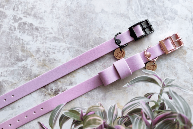Lavender Collar with bowtie