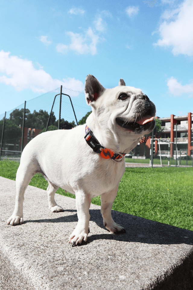 Pumpkin collar