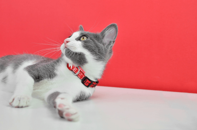 LCDP Bella Ciao collar cat