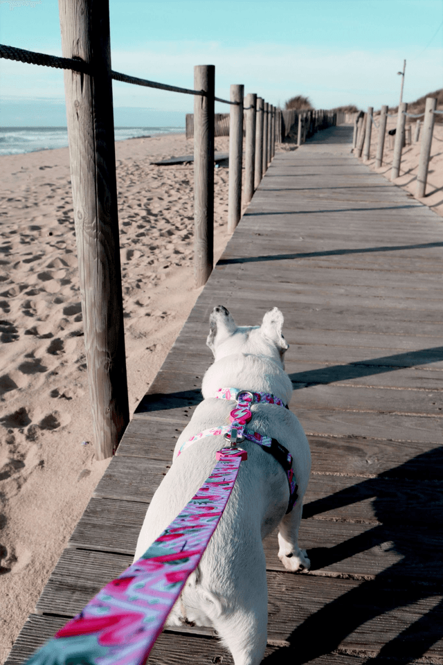 Flamingo Leash
