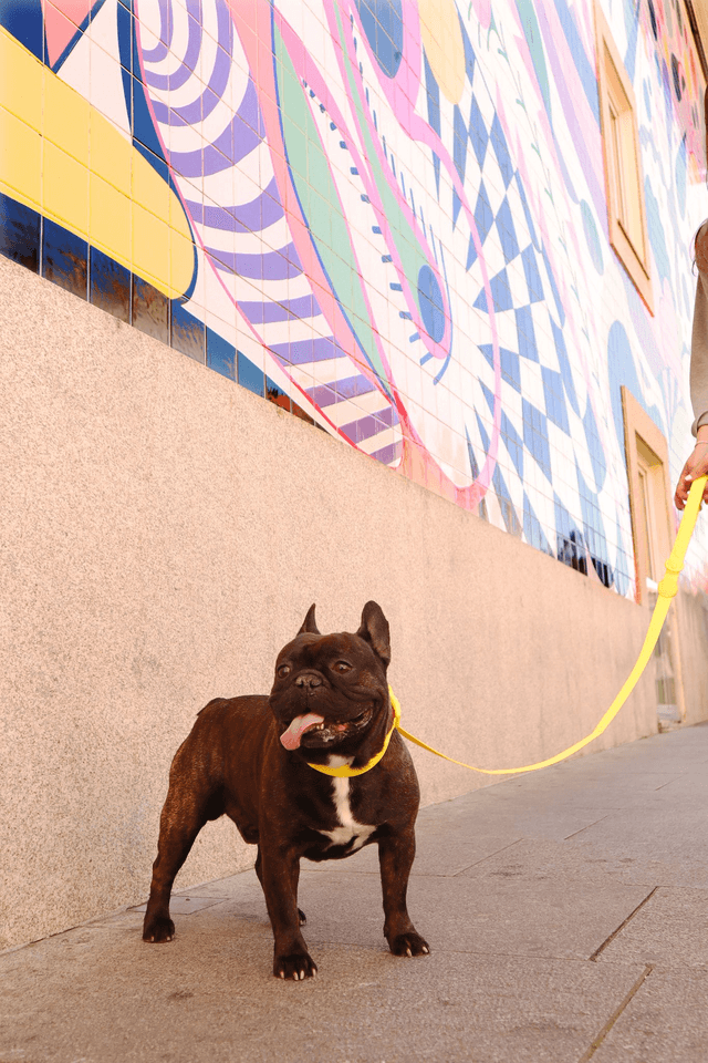 Colorflex Yellow Leash