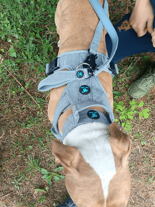 Tweed Collar - Grey