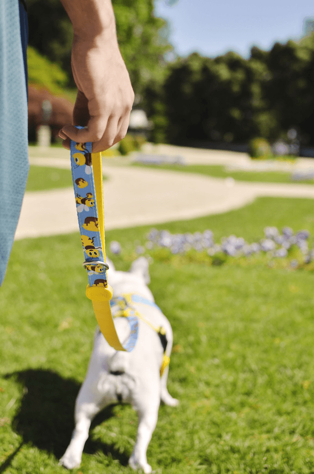 Honey bee Leash