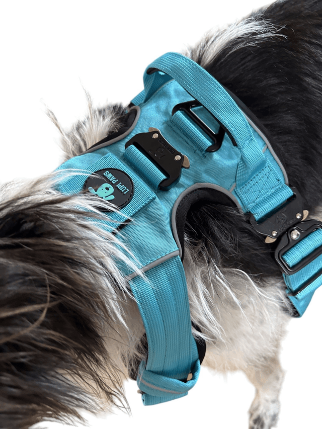 Tactical Harness - Blue