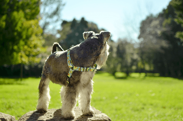 Avocado Front harness