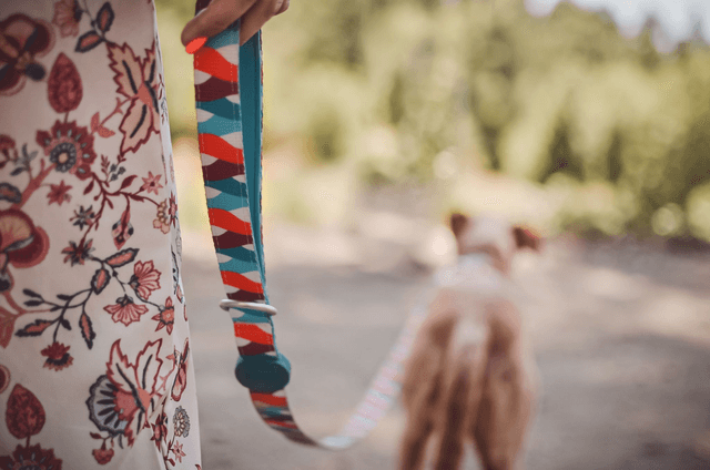 Mojo Leash