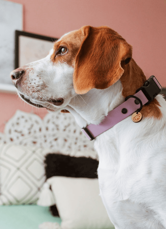 Lilac Lavender Collar