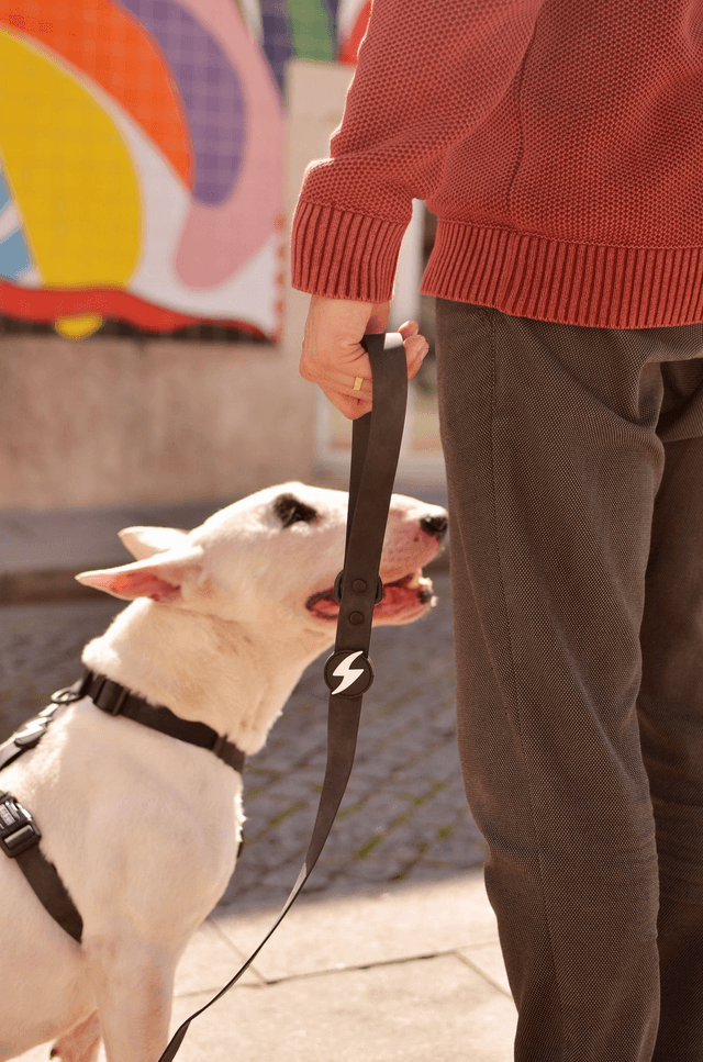 Colorflex Black Leash