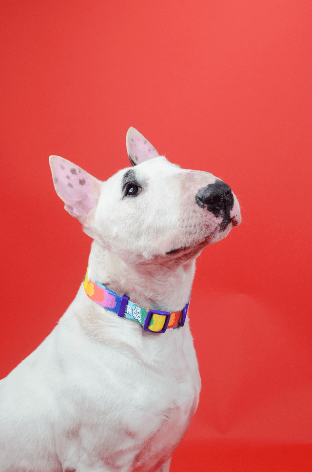 Betty you collar