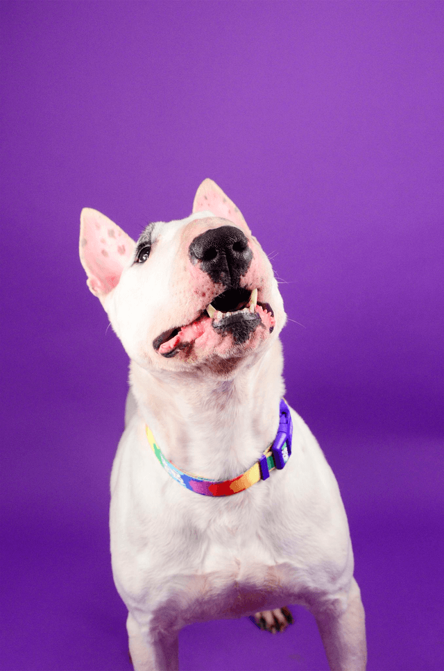 Betty you collar