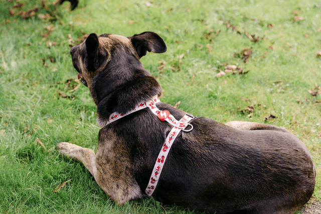 Tribes Back harness