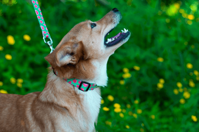 Magali leash