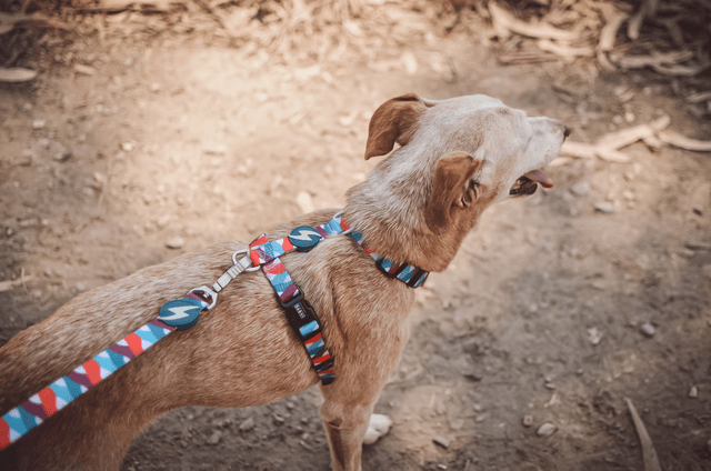 Mojo Leash