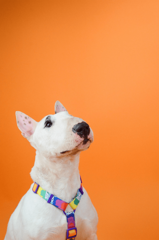 Betty You Back harness