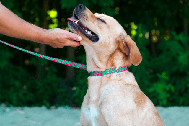 Magali leash