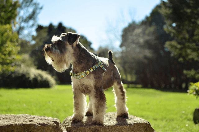 Avocado Front harness