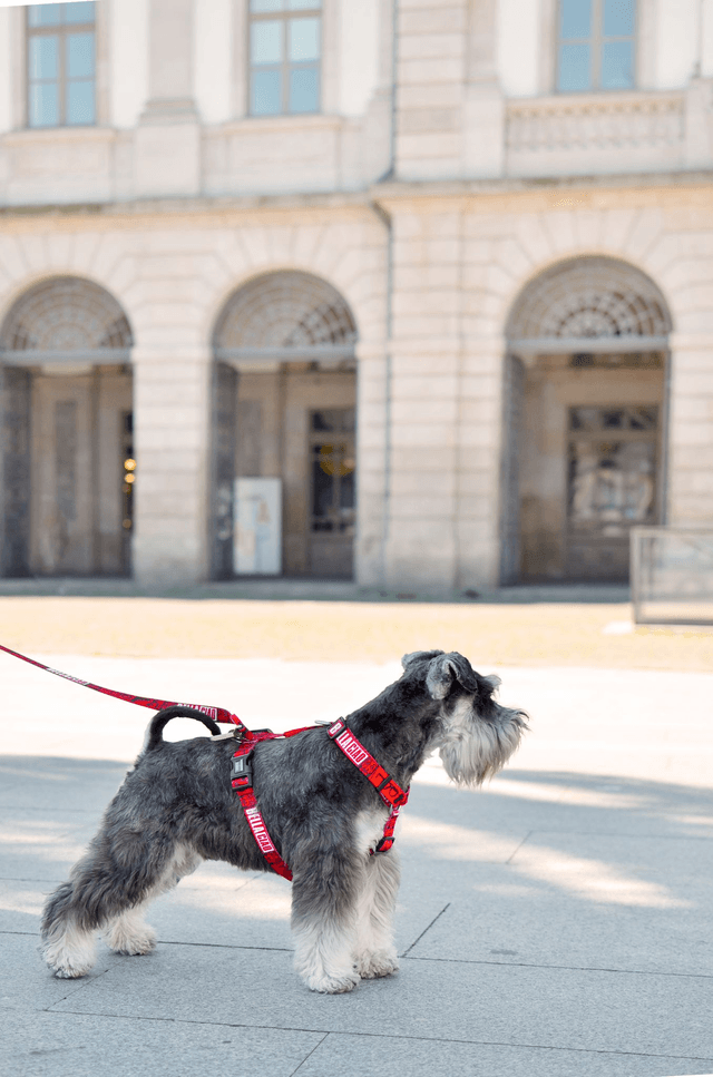 LCDP Bella Ciao back harness
