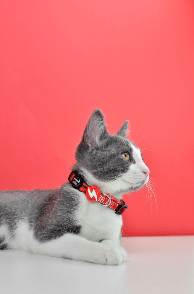 LCDP Bella Ciao collar cat