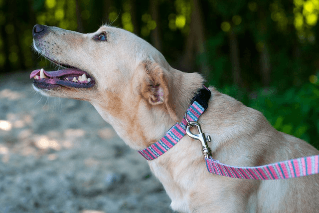 Niara leash