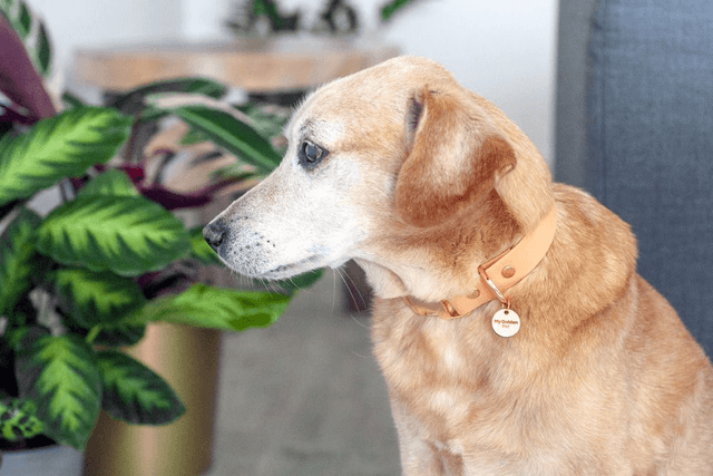 Sahara Collar