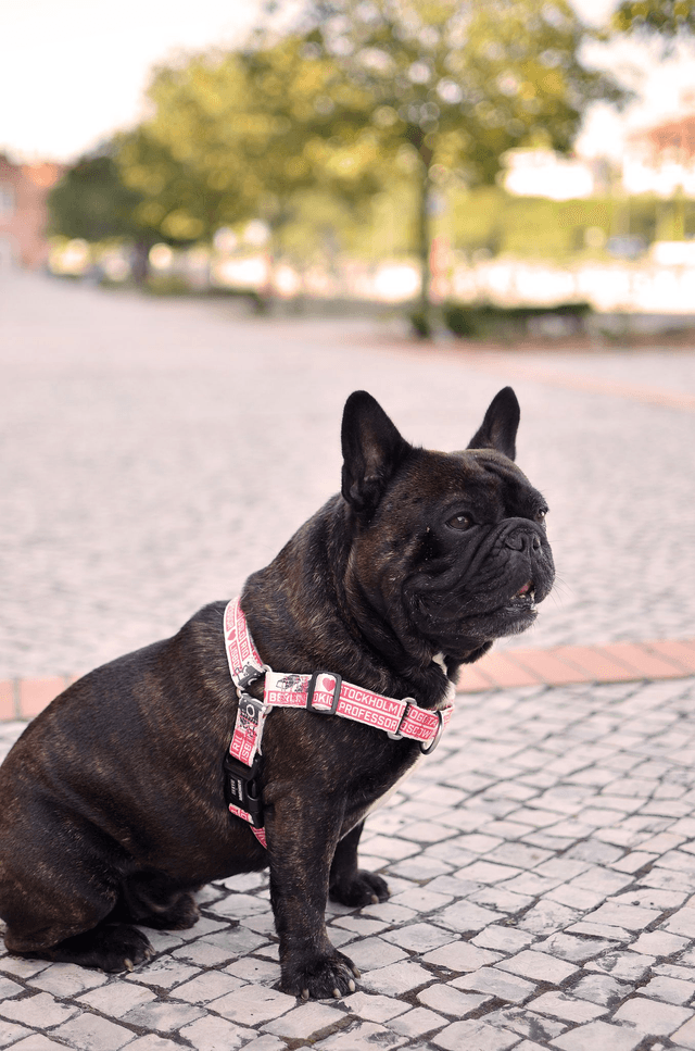 LCDP Jarana front harness
