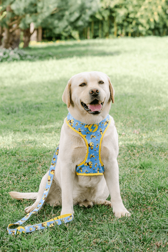 Honey bee Leash