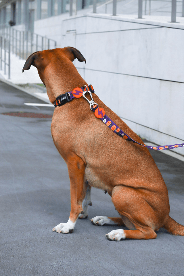 Pumpkin collar