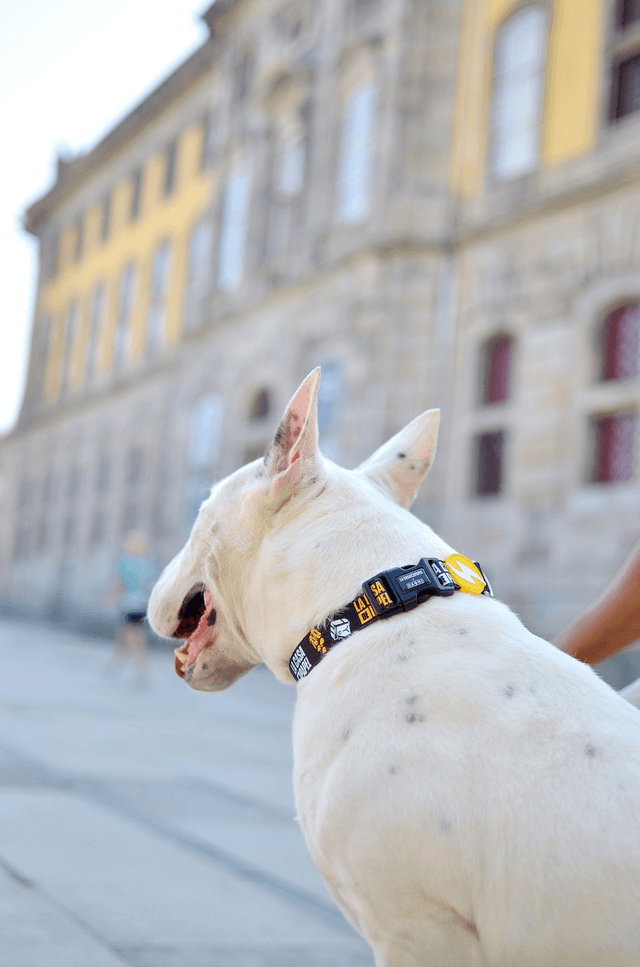 LCDP Golden collar